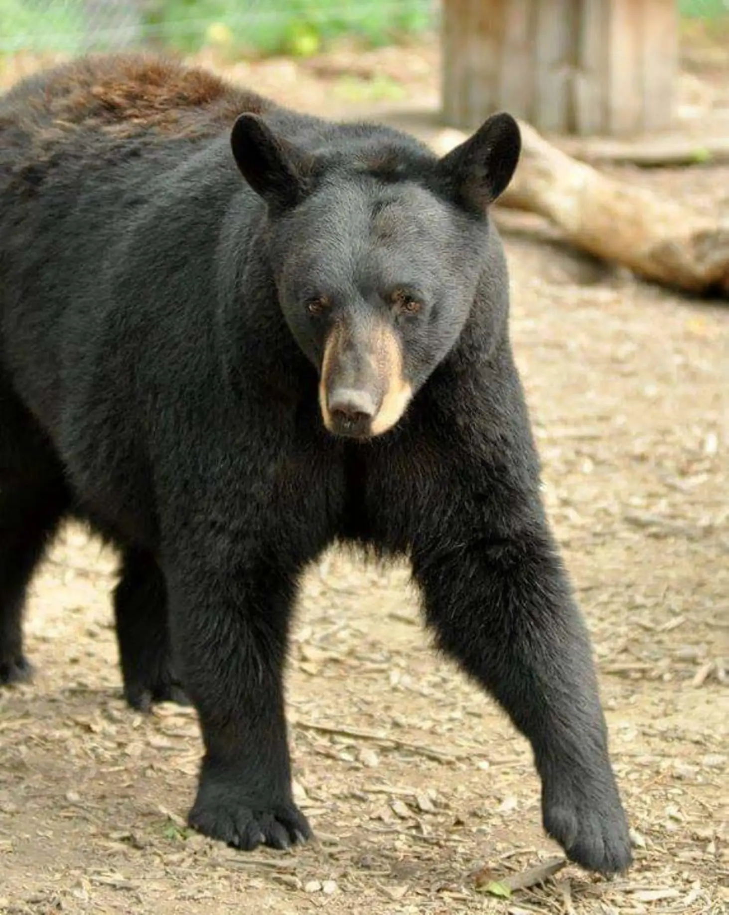 Avanti the rescued black bear