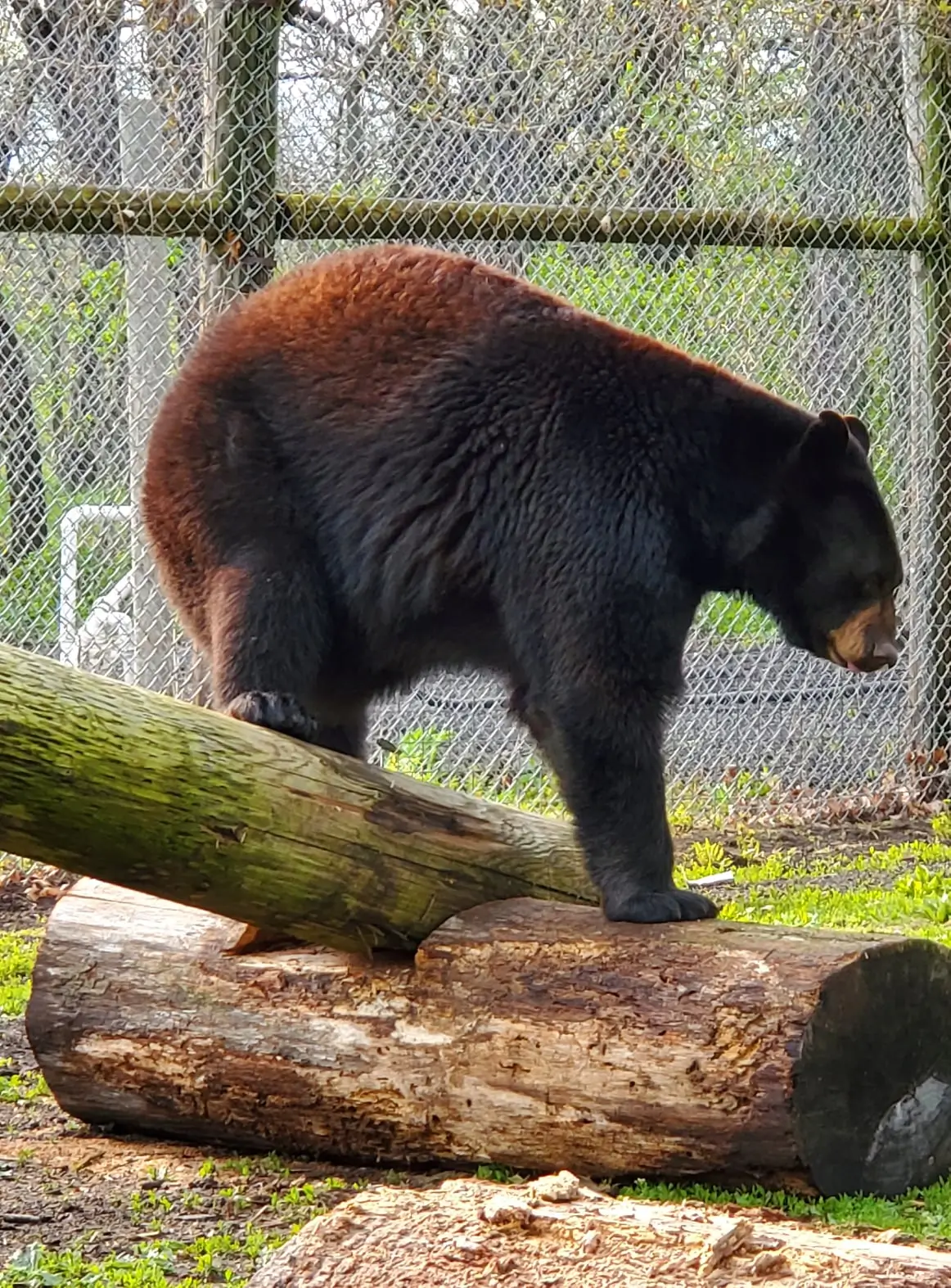 Avanti the rescued black bear at the Den