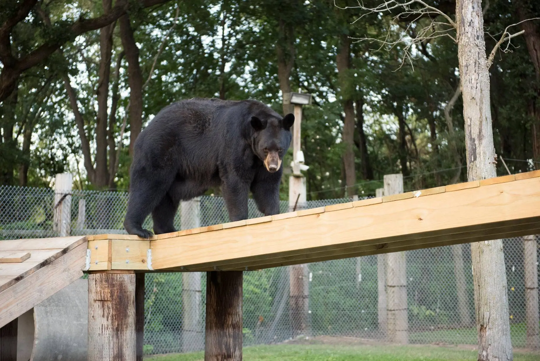 Avanti rescued American black bear Indiana sanctuary