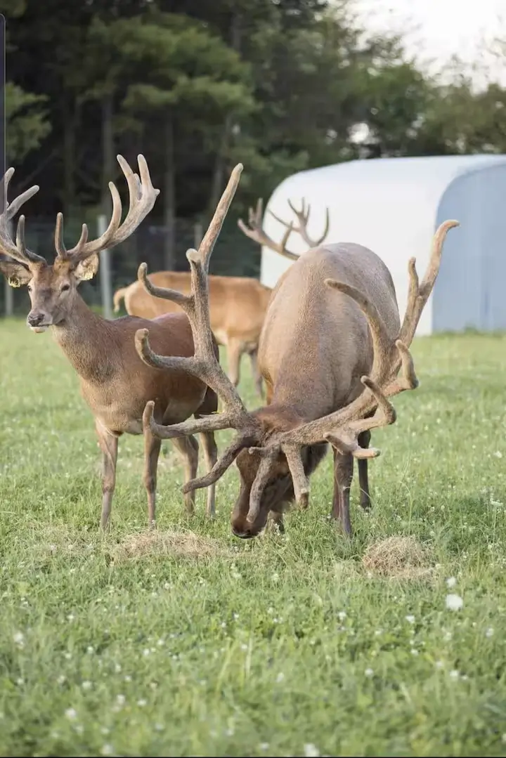 White-tailed deer on the grounds of Avanti The Bear Den Crown Point Indiana