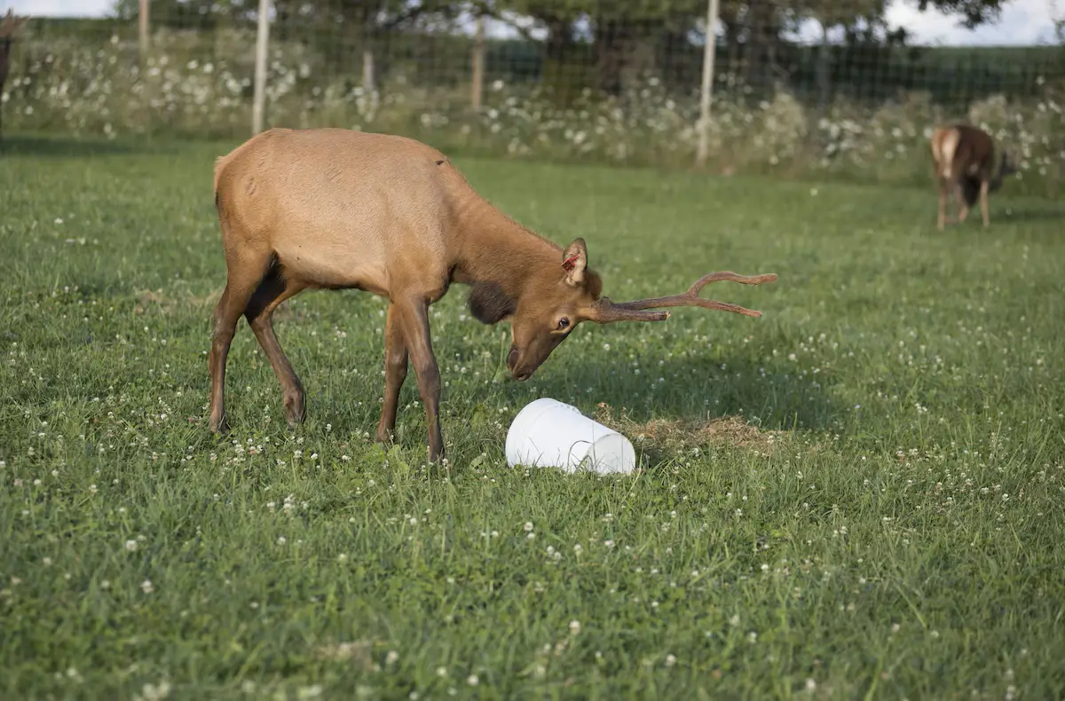 Ethel elk at Avanti The Bear Den sanctuary