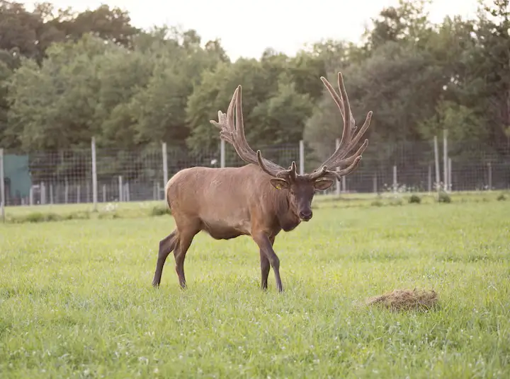 Ethel the elk at the wildlife sanctuary in Crown Point, Indiana