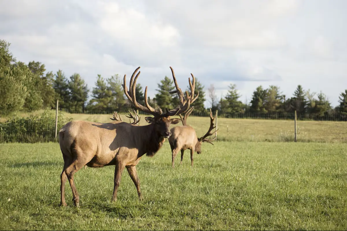Ethel resident elk at Avanti The Bear Den Crown Point Indiana