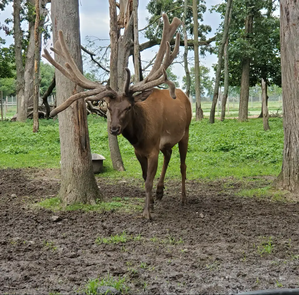 Ethel the elk Crown Point Indiana