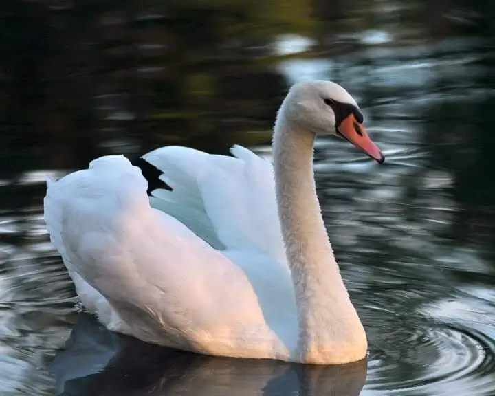 Bonnie and Clyde resident mute swans Avanti The Bear Den