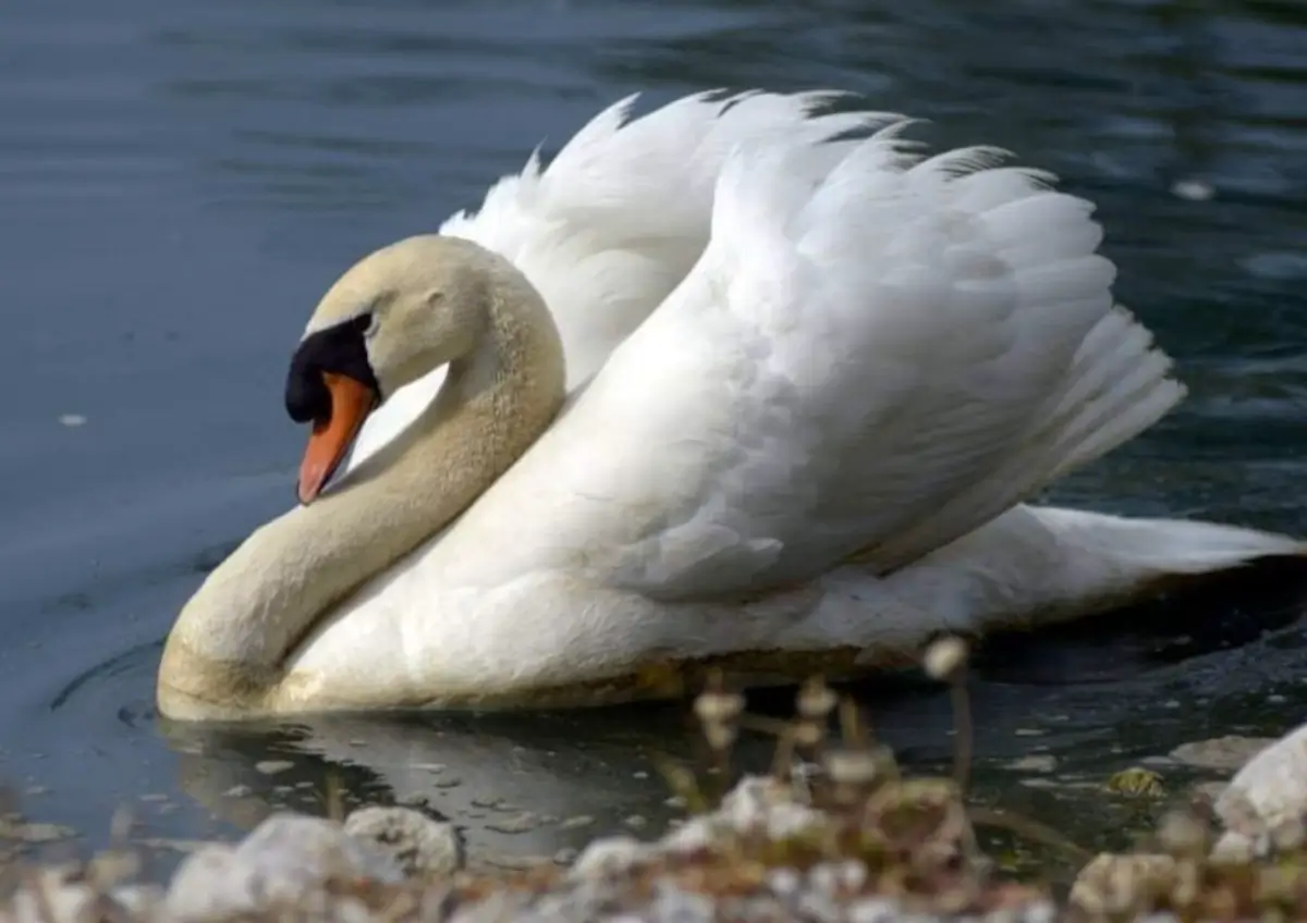 Bonnie mute swan at Avanti The Bear Den