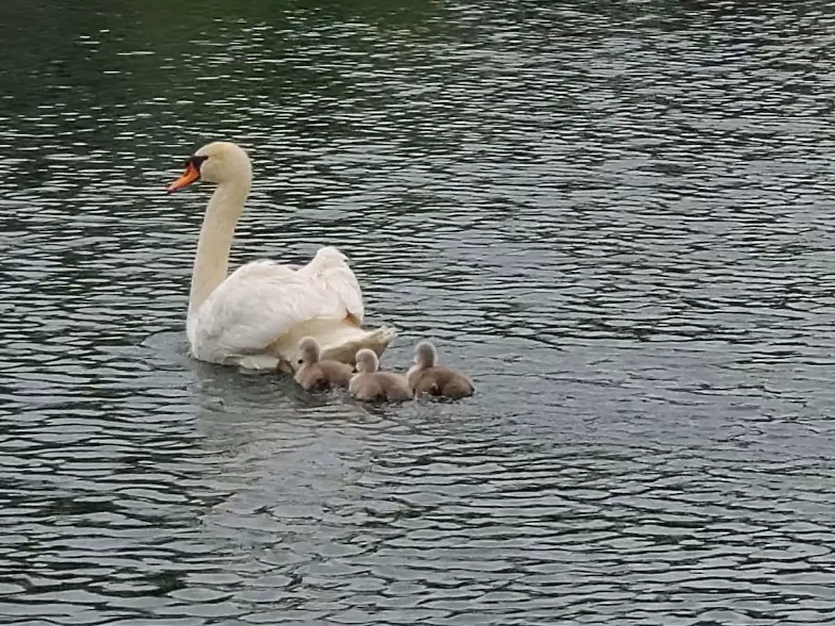 Clyde mute swan at Avanti The Bear Den