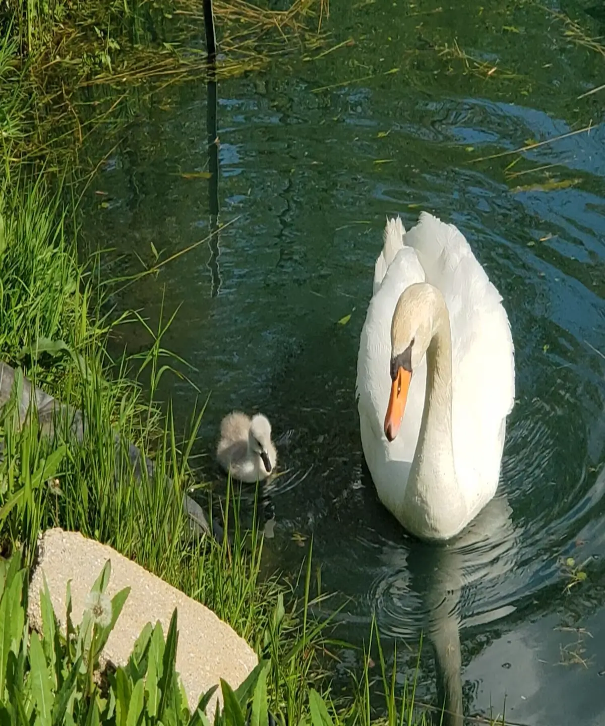 Guest feeding Bonnie and Clyde the mute swans at Avanti The Bear Den Indiana