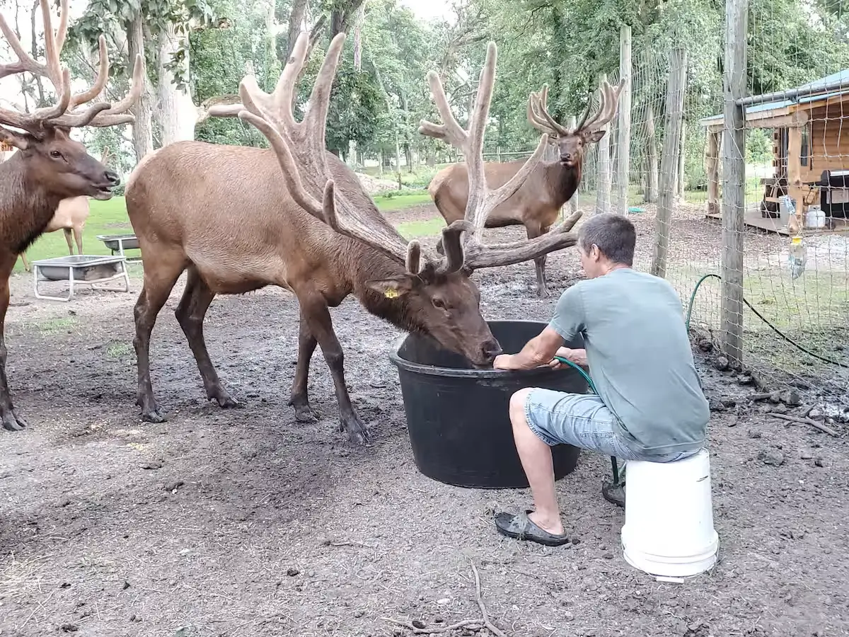 Guest experience at Avanti The Bear Den wildlife sanctuary Crown Point Indiana